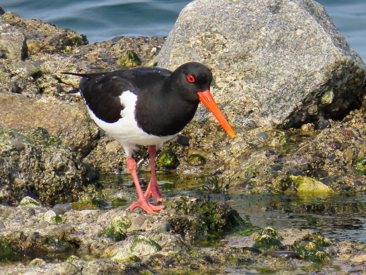 Eurasian Oystercatcher - ML658043583