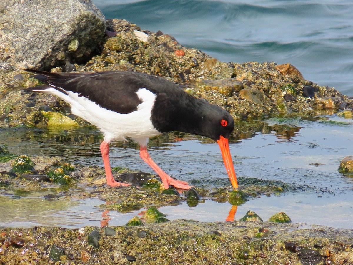Eurasian Oystercatcher - ML658043584