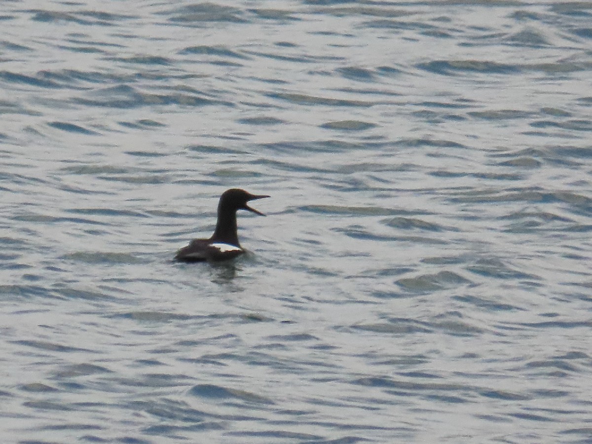 Black Guillemot - ML658043756
