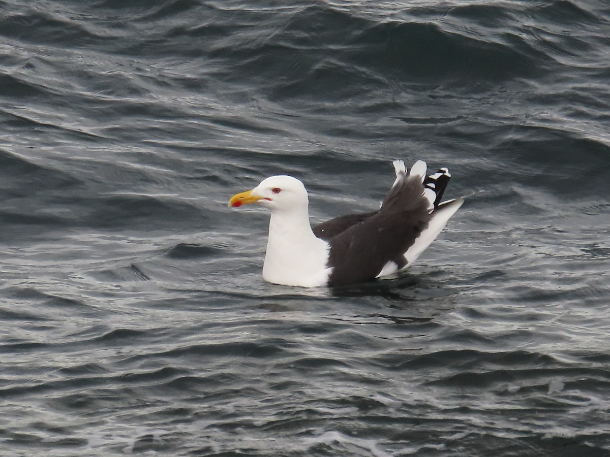 Great Black-backed Gull - ML658043803