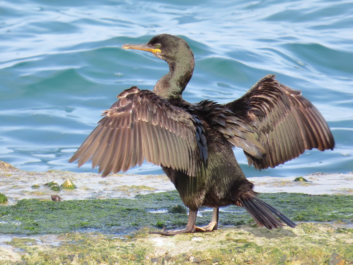 European Shag (Atlantic) - ML658043820
