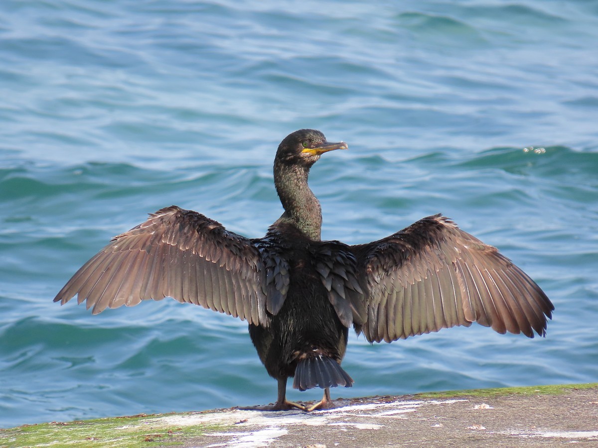European Shag (Atlantic) - ML658043821