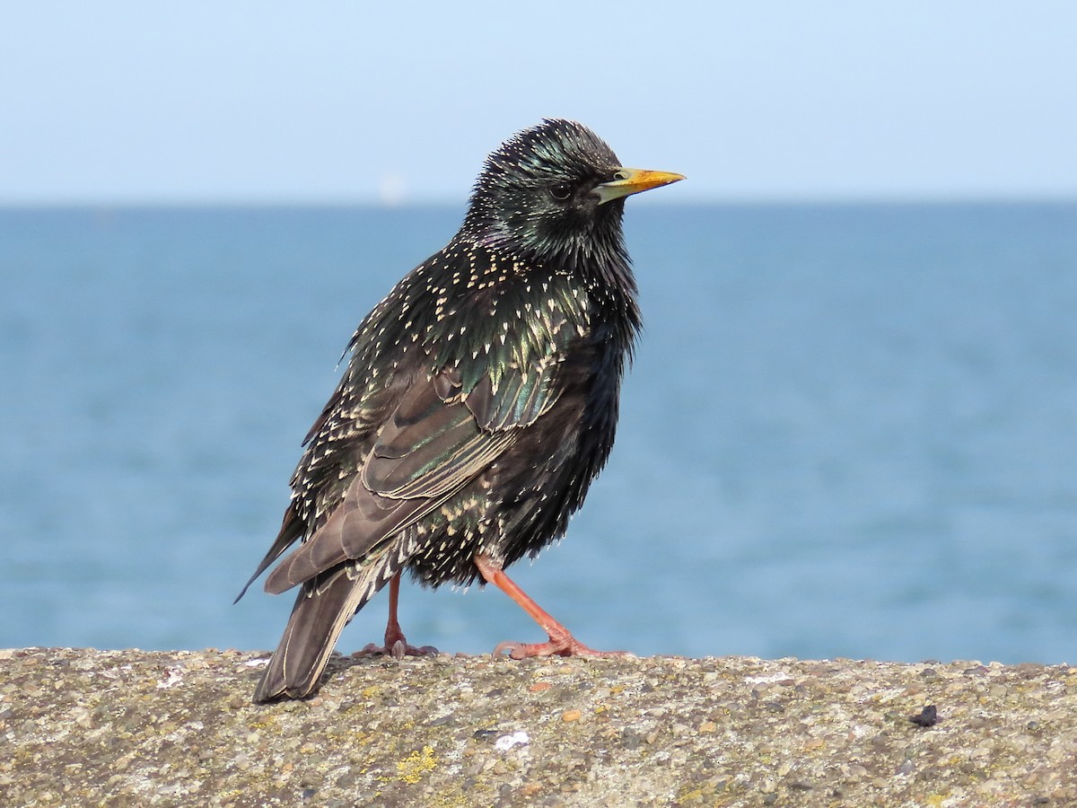 European Starling - ML658043844