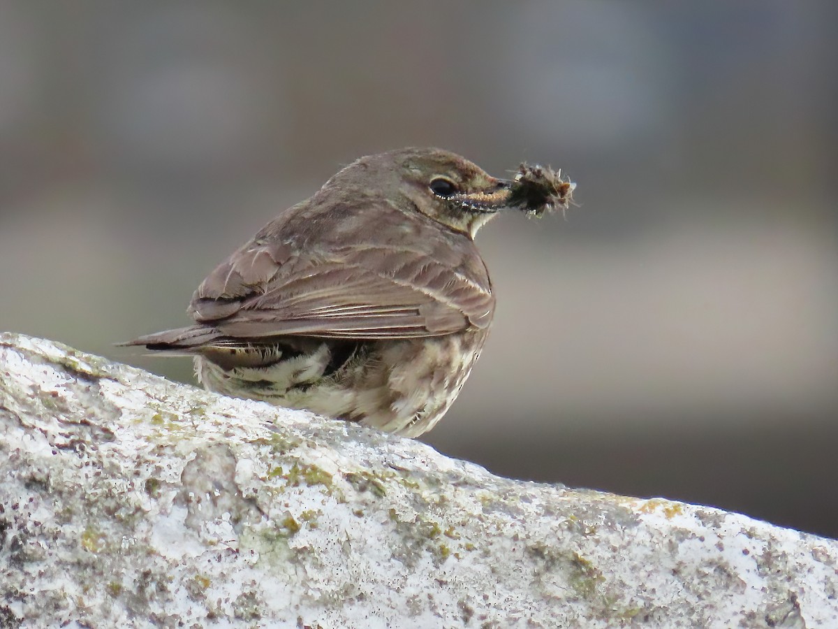 Rock Pipit - ML658043883