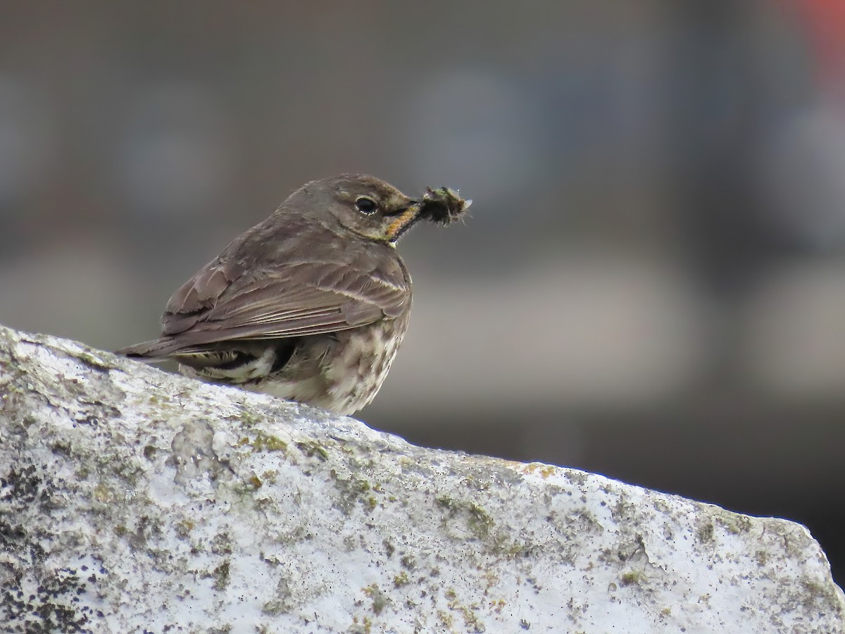 Rock Pipit - ML658043884