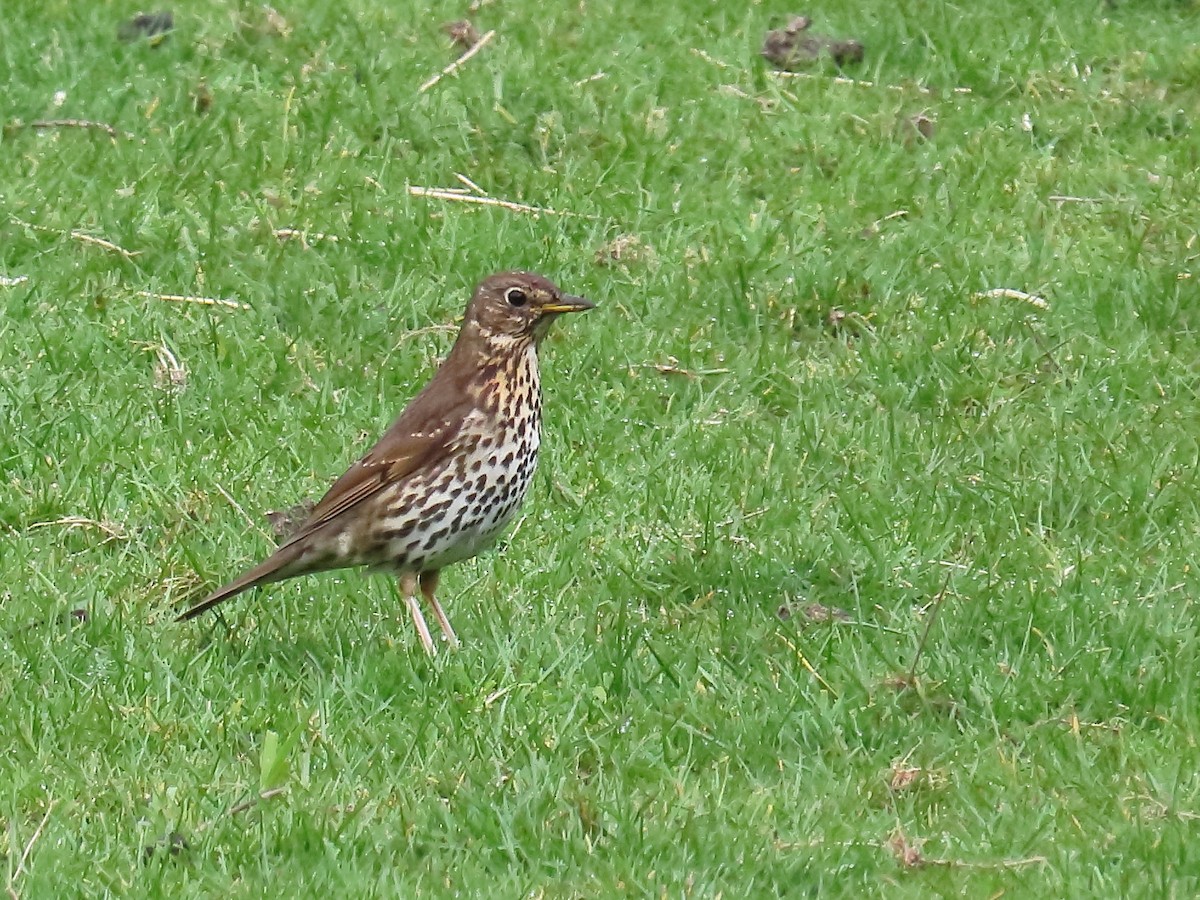 Song Thrush - ML658044093