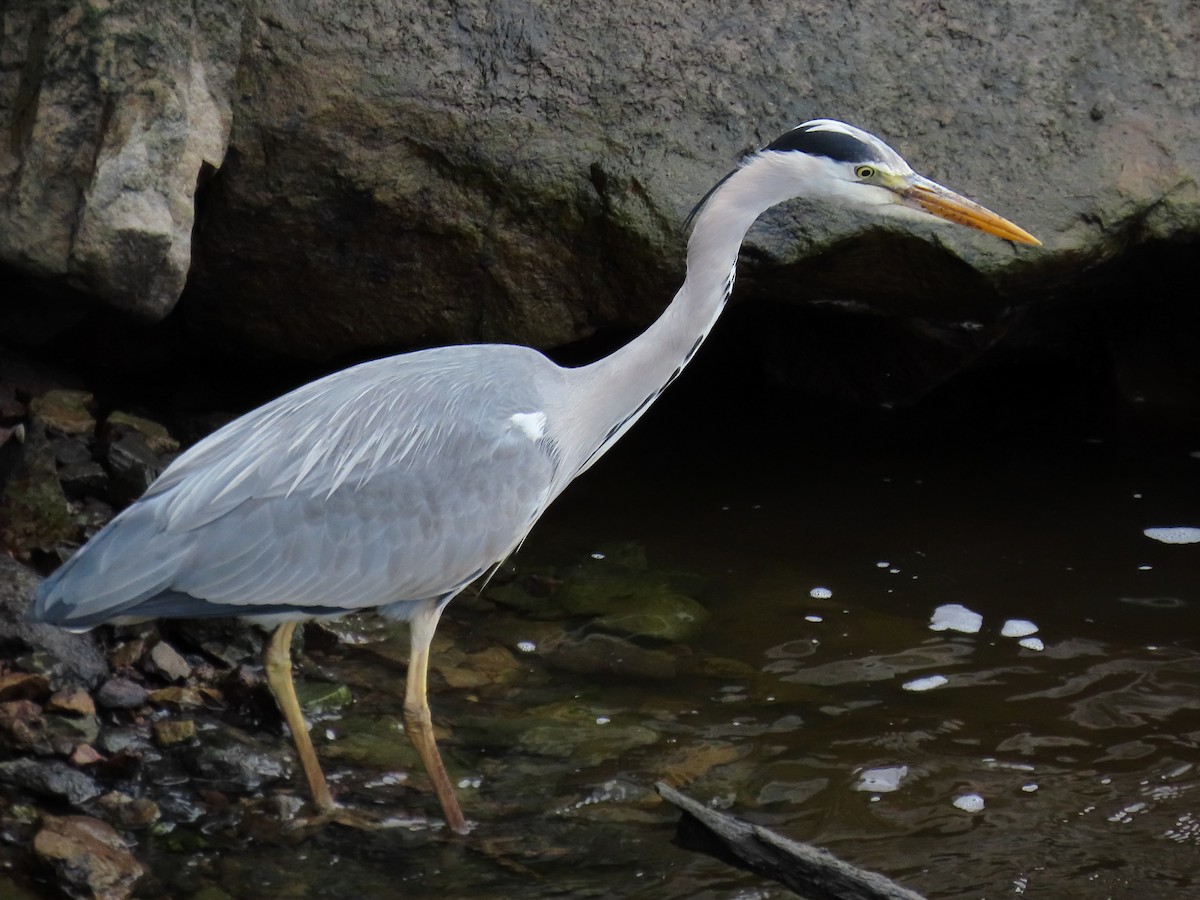 Gray Heron - ML658044177