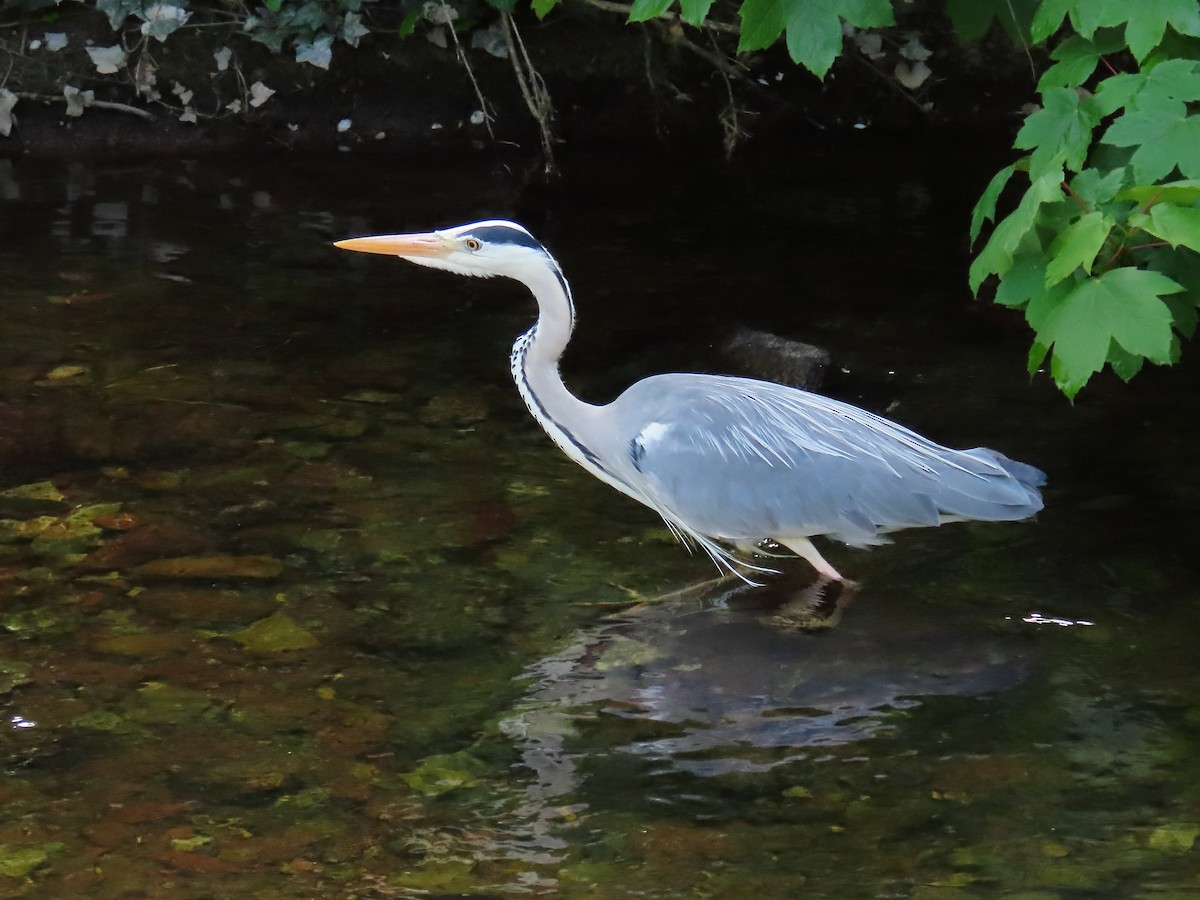 Gray Heron - ML658044219