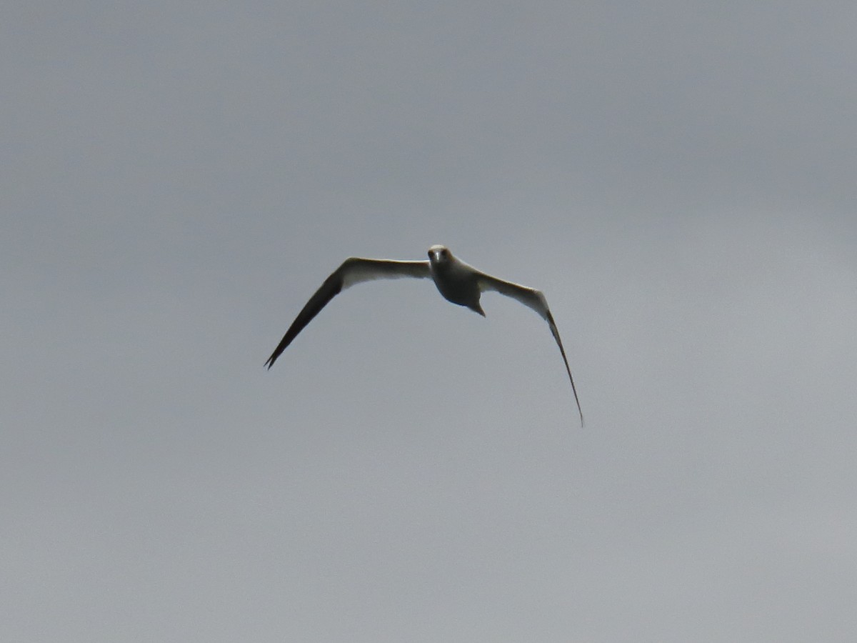 Northern Gannet - ML658044245