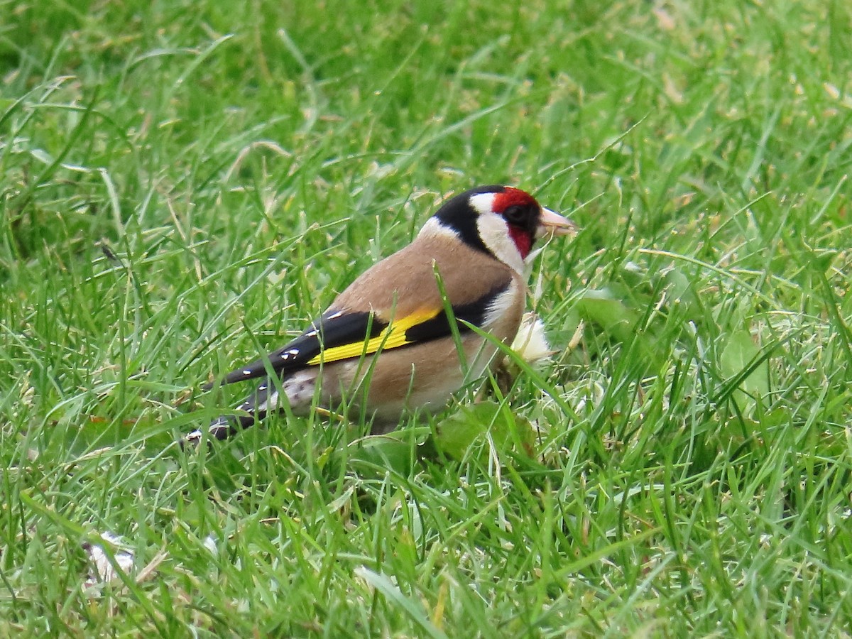 European Goldfinch - ML658044292