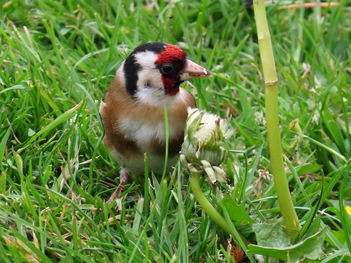 European Goldfinch - ML658044300