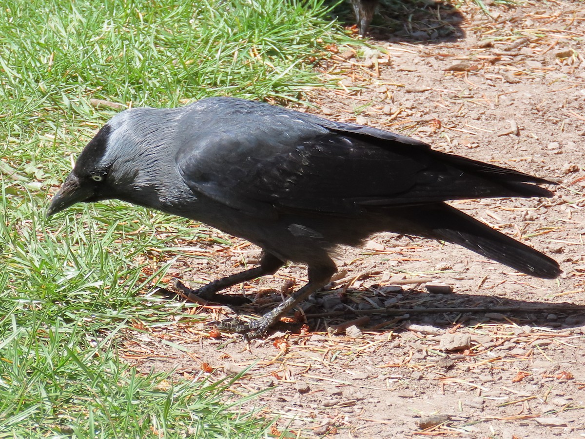 Eurasian Jackdaw - ML658044395