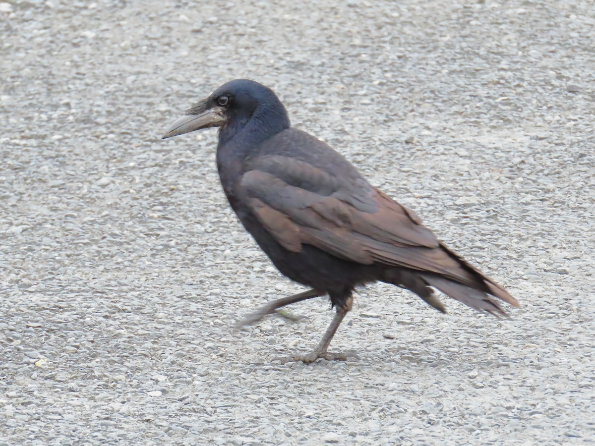 Rook - ML658044499
