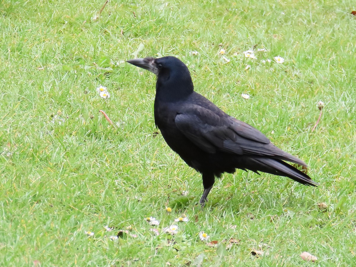 Rook - ML658044537