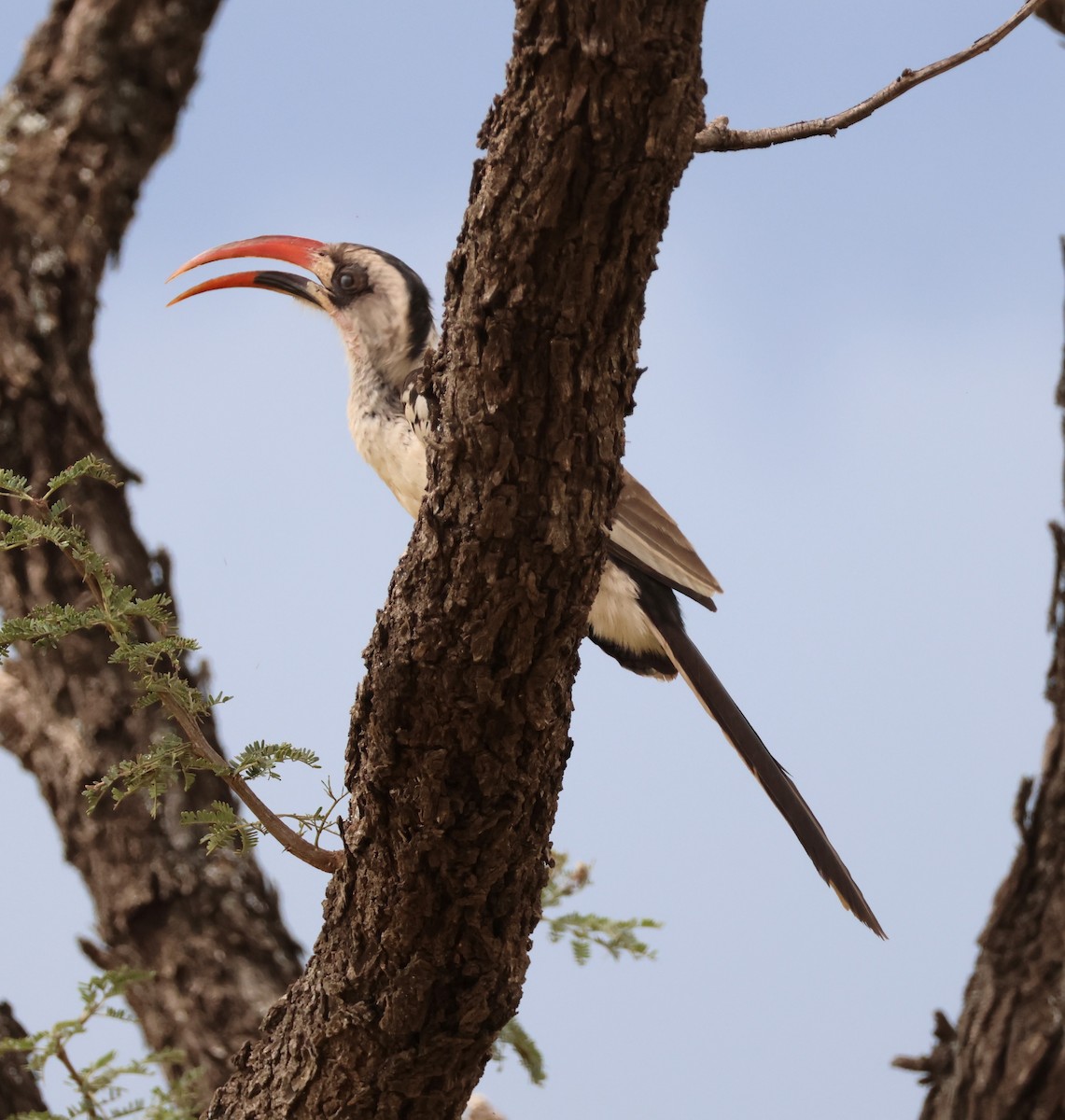 Toco de Ruaha - ML658044980
