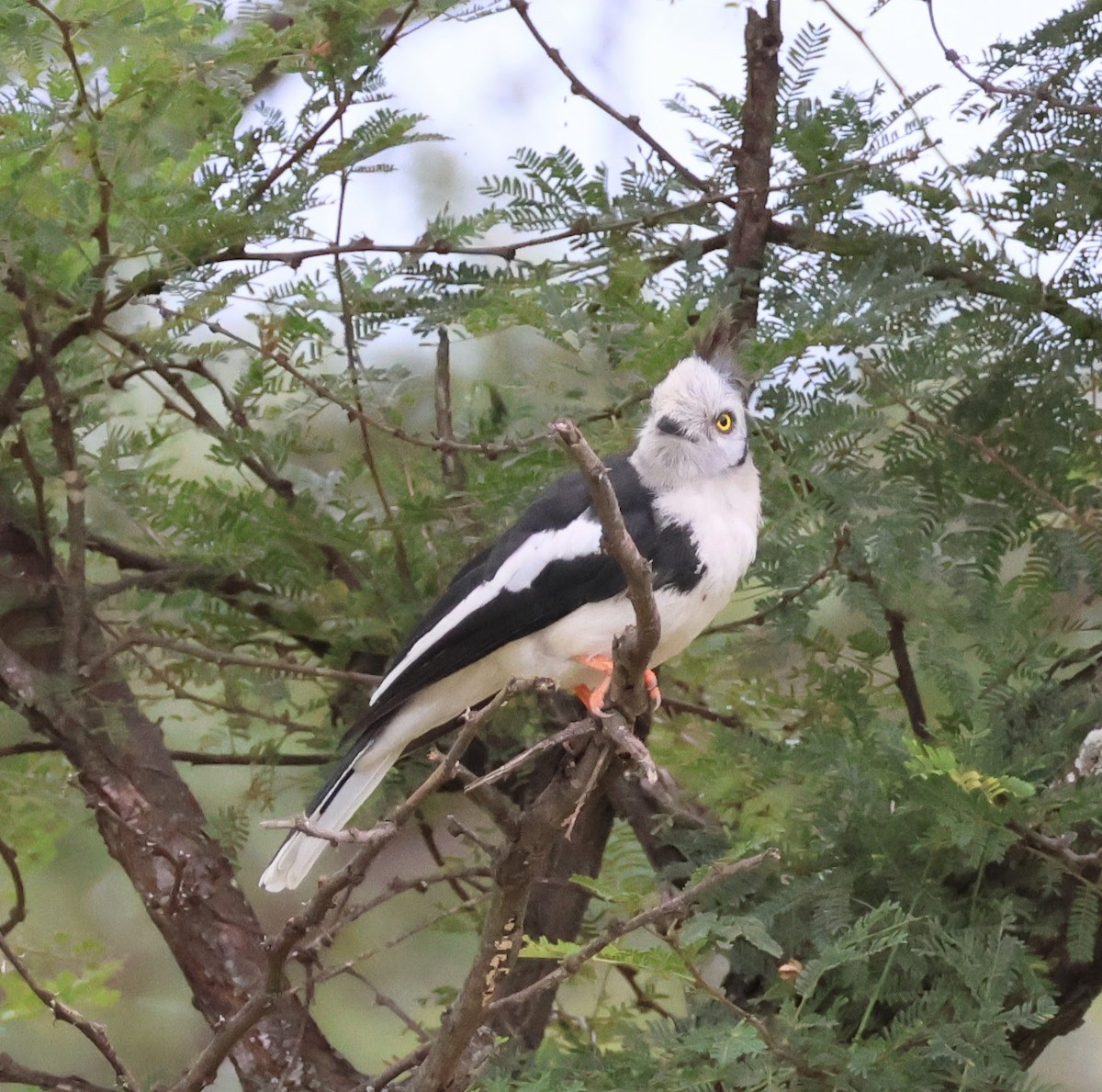 Prionopo Crestigrís - ML658045008