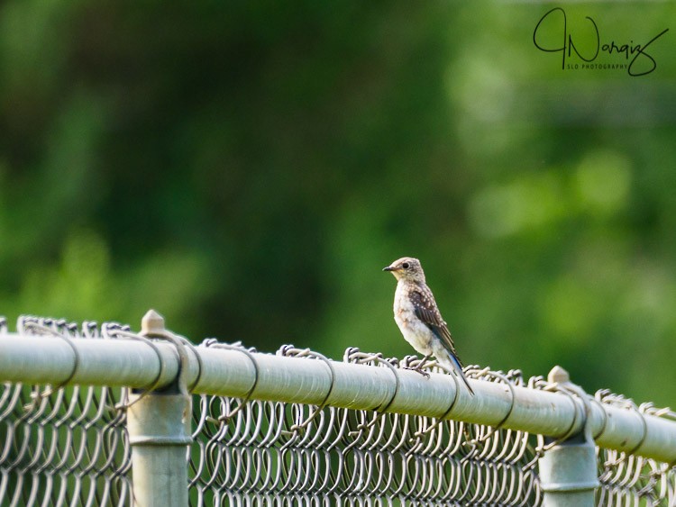 Eastern Bluebird - Jason Nargiz