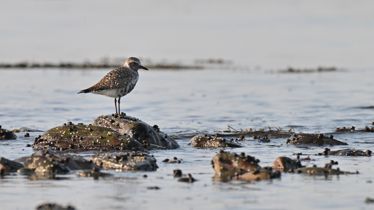 eBird Checklist - 20 May 2026 - Hartlen Point - 51 species