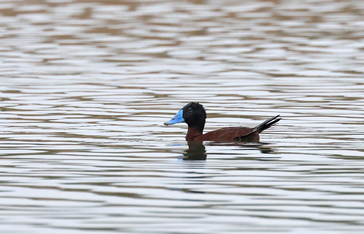 Maccoa Duck - ML658049918