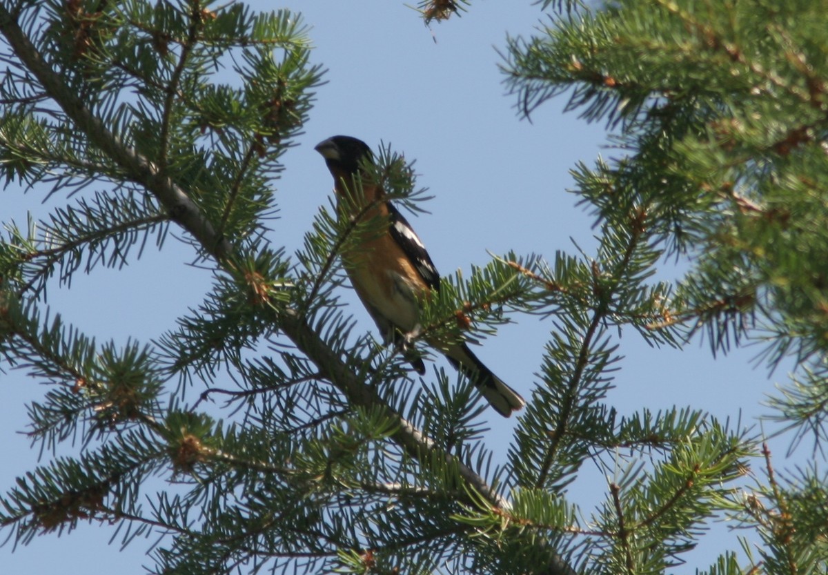Black-headed Grosbeak - ML65805061