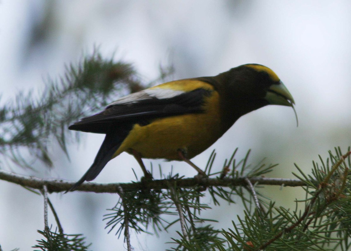 Evening Grosbeak - ML65805071
