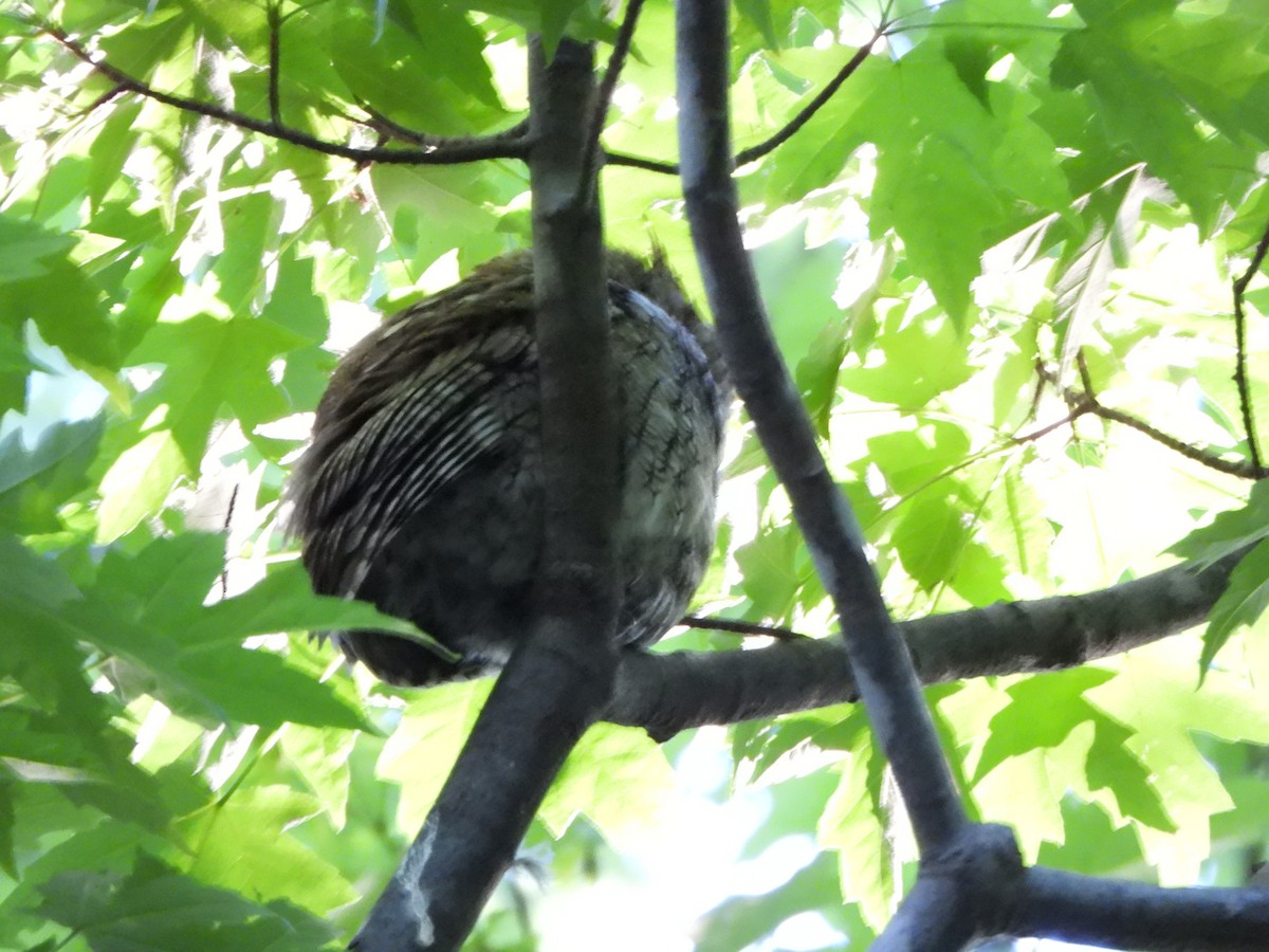 Great Horned Owl - ML658050872
