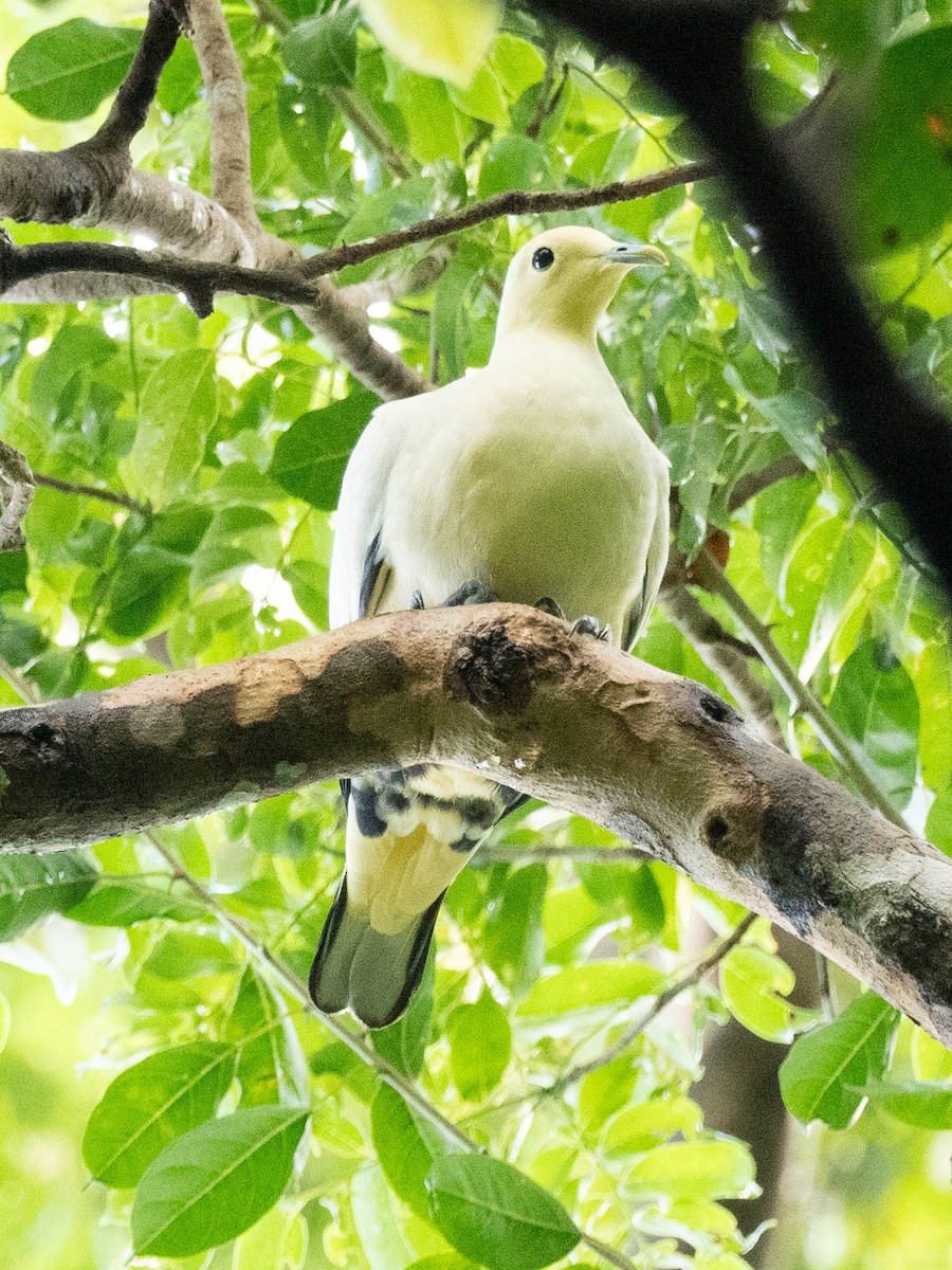 Silver-tipped Imperial-Pigeon - ML658050901