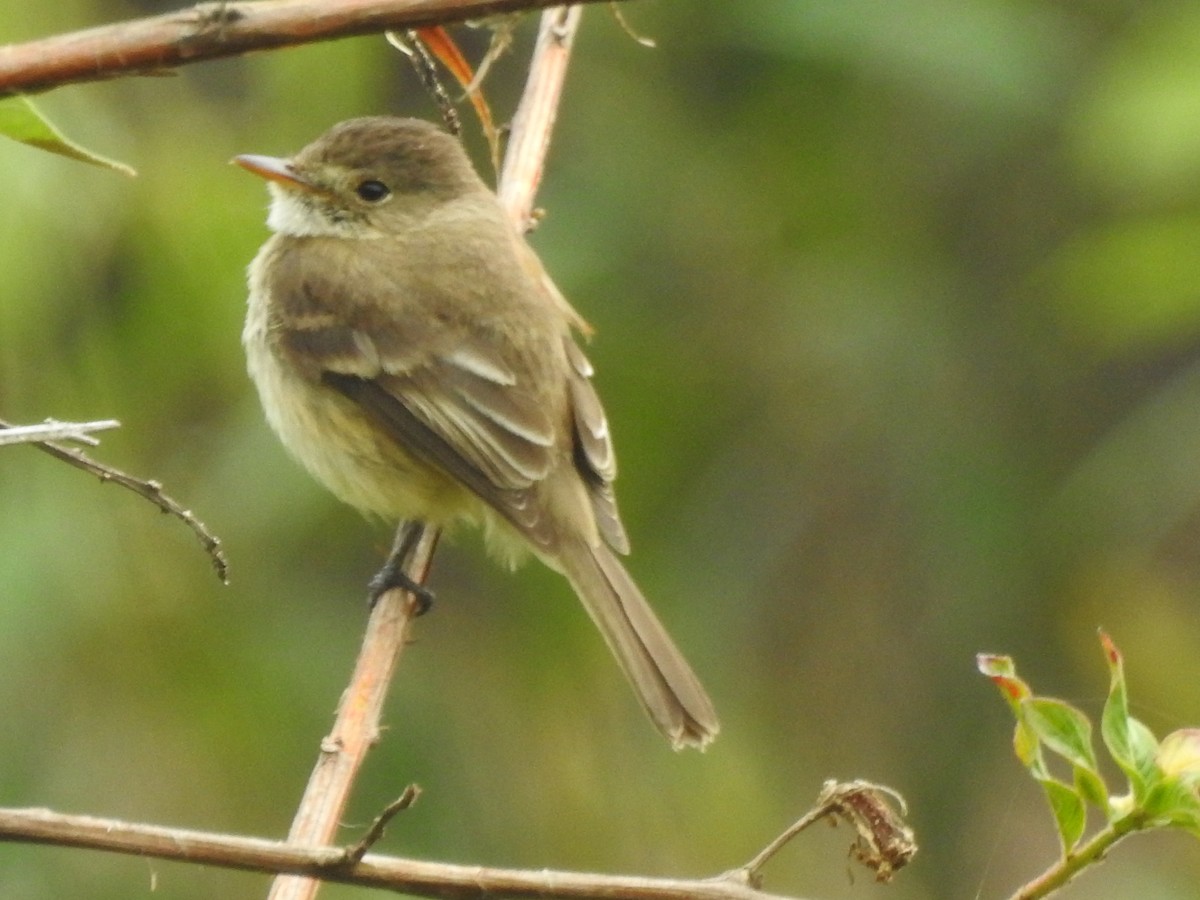 White-throated Flycatcher - ML658050904