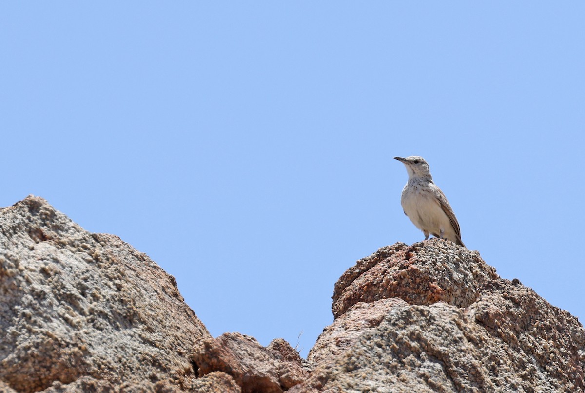 Karoo Long-billed Lark (Karoo) - ML658050910