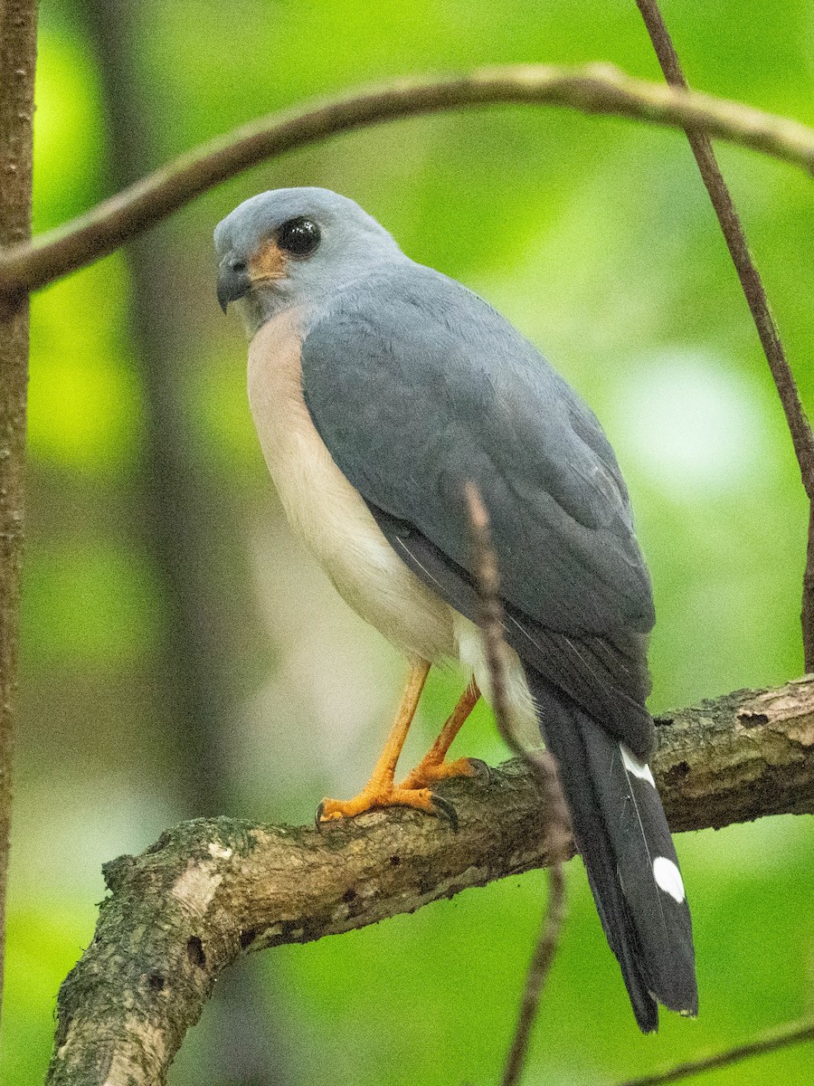 Spot-tailed Goshawk - ML658050912