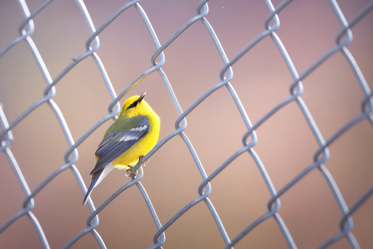 Blue-winged Warbler - ML658050915