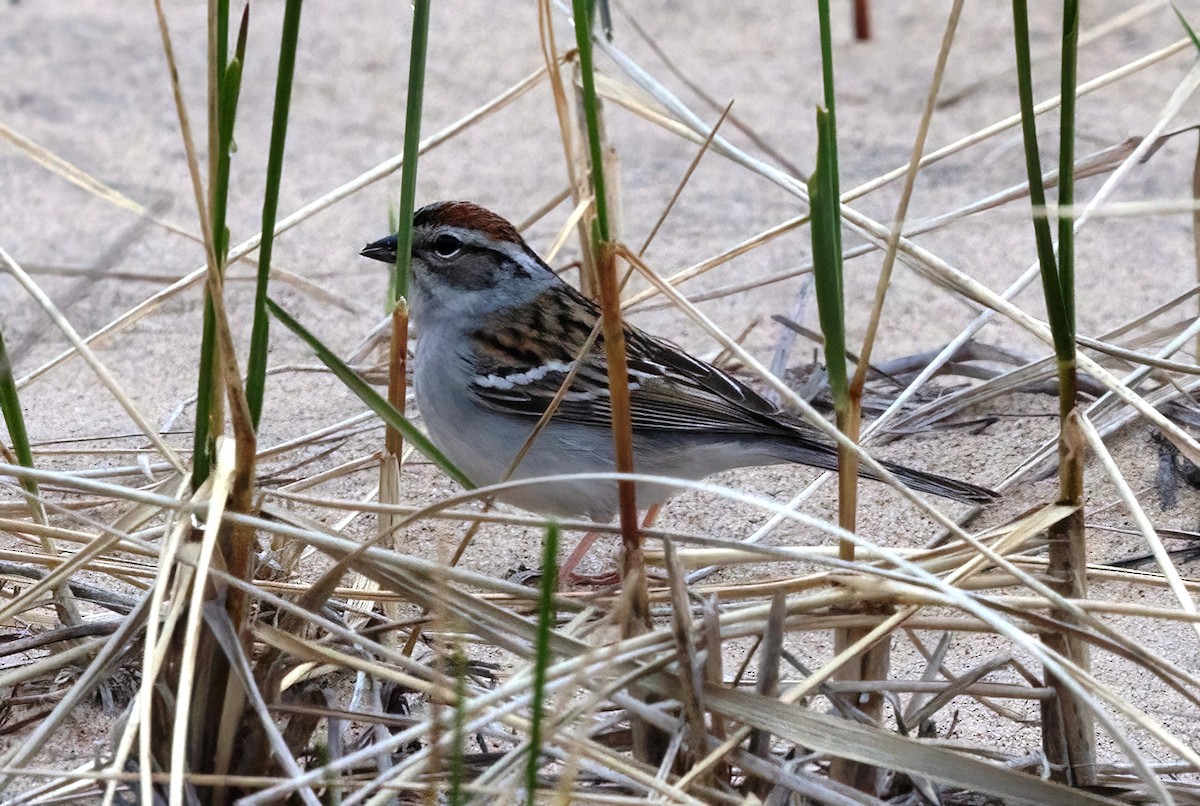 Chipping Sparrow - ML658050916