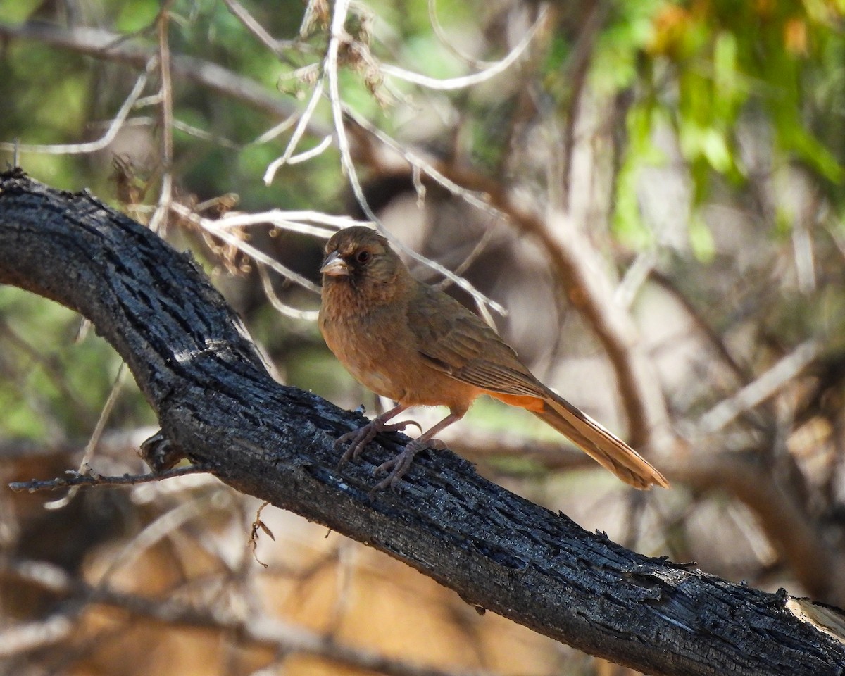 Abert's Towhee - ML658050917