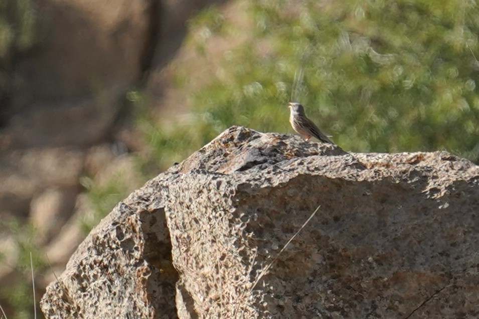 Gray-necked Bunting - ML658050918