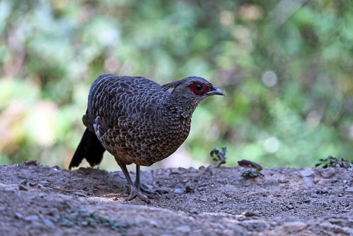 Kalij Pheasant - ML658050920