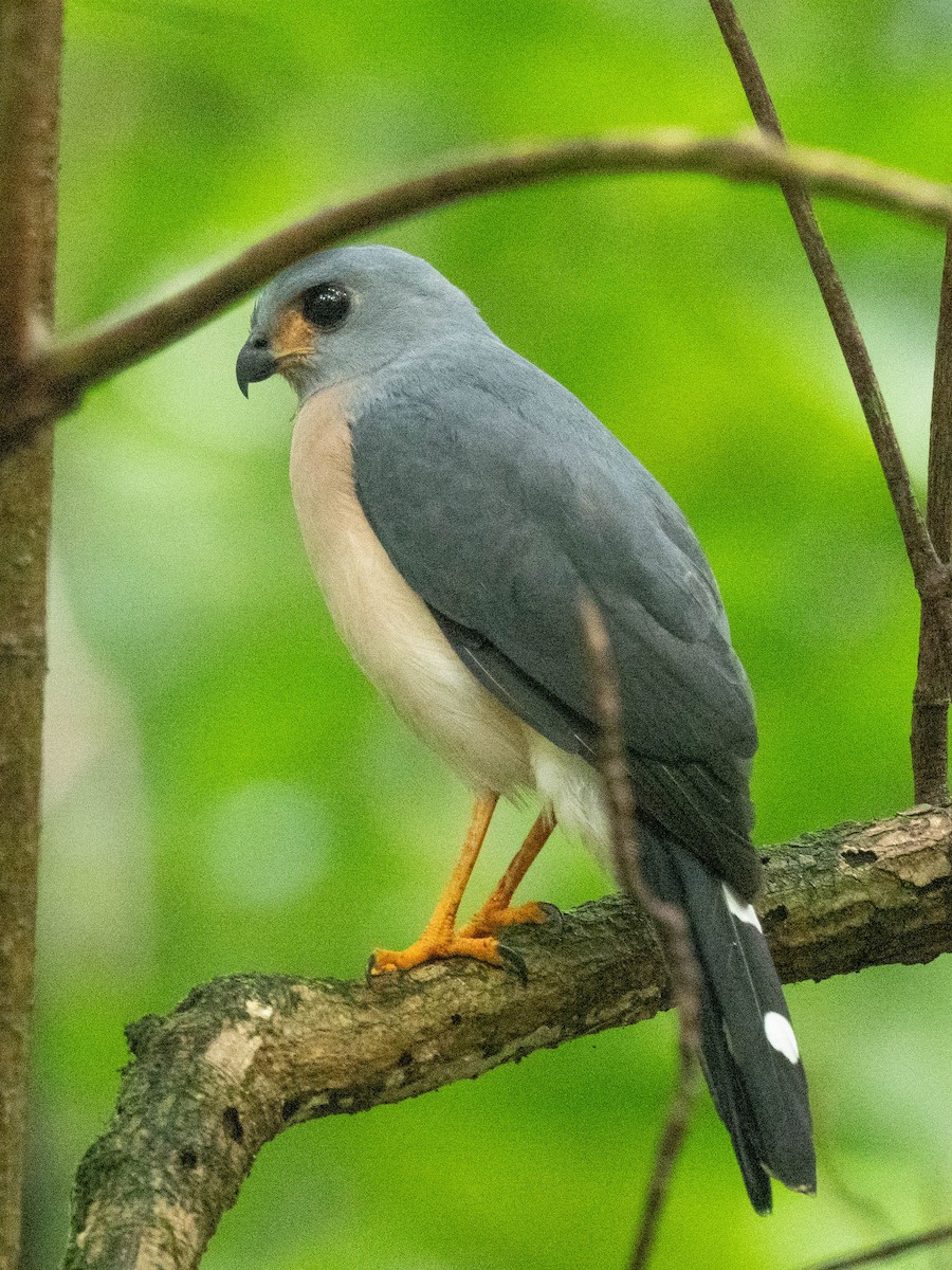 Spot-tailed Goshawk - ML658050921