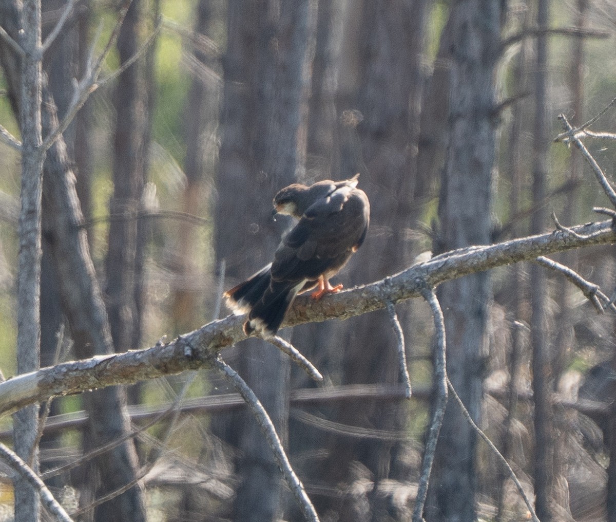 Snail Kite - ML658050924