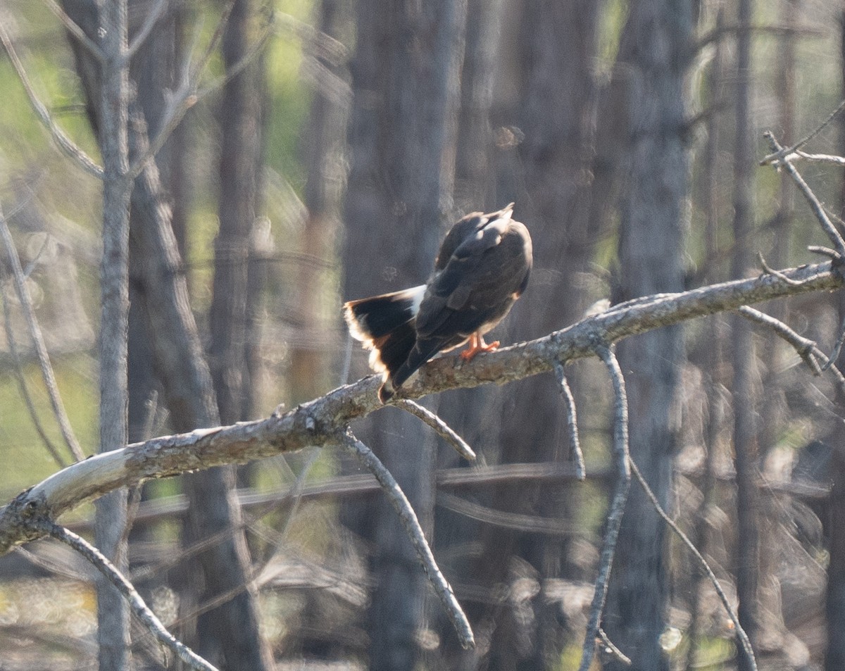 Snail Kite - ML658050925