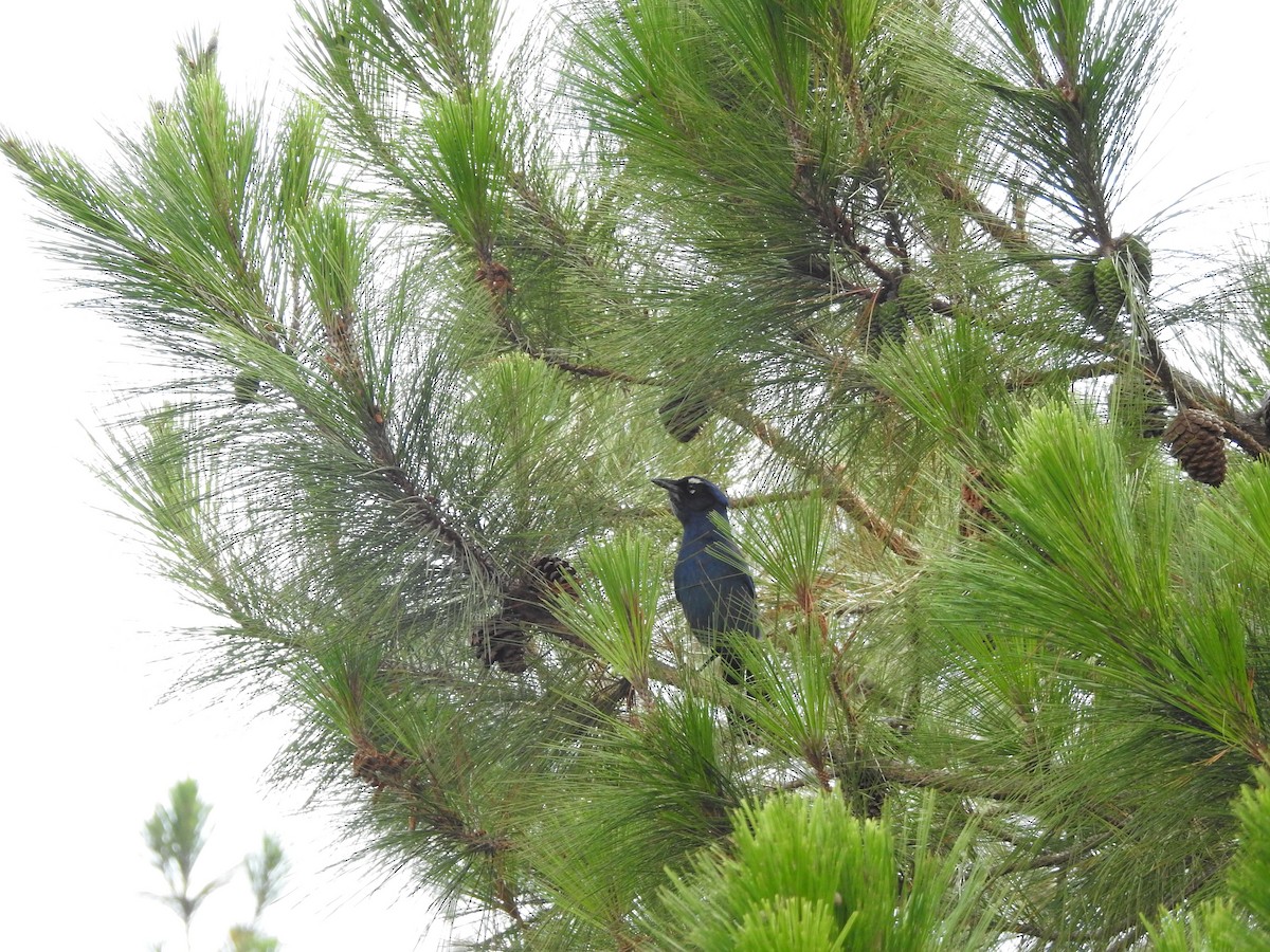 Steller's Jay - ML658050927