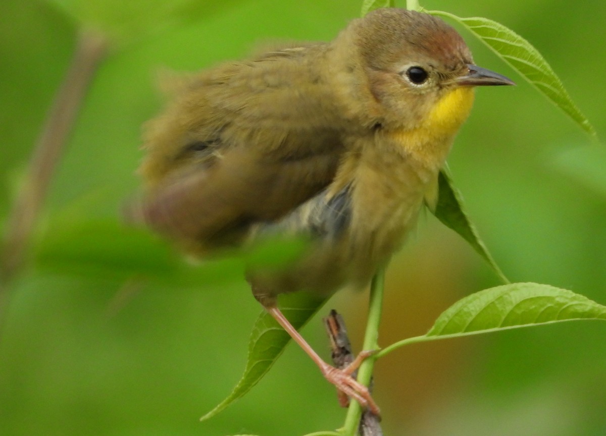 Common Yellowthroat - ML658050928