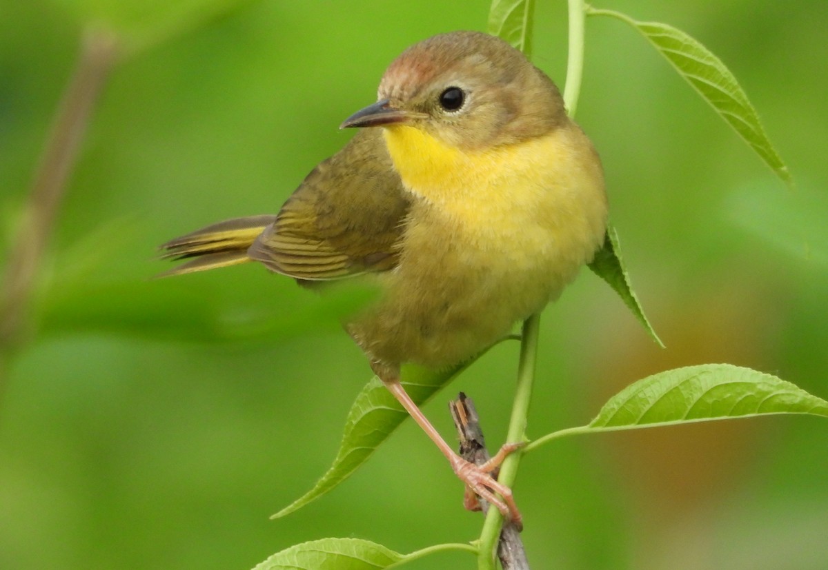 Common Yellowthroat - ML658050929