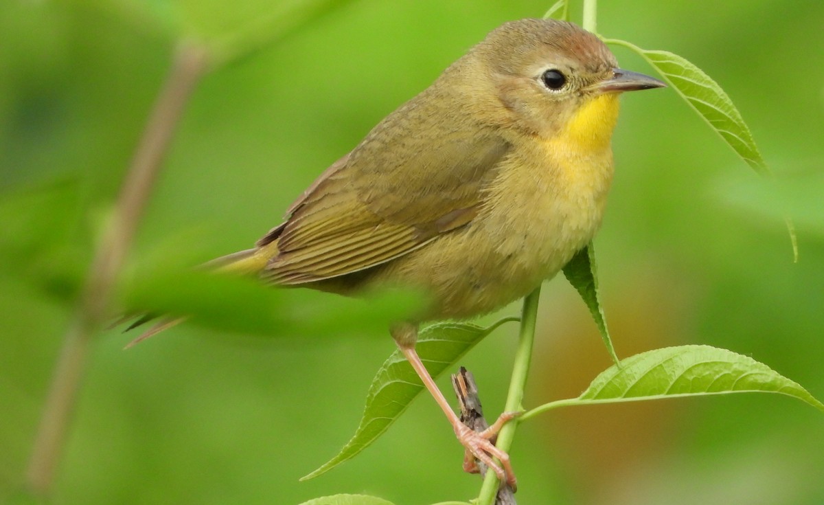 Common Yellowthroat - ML658050930