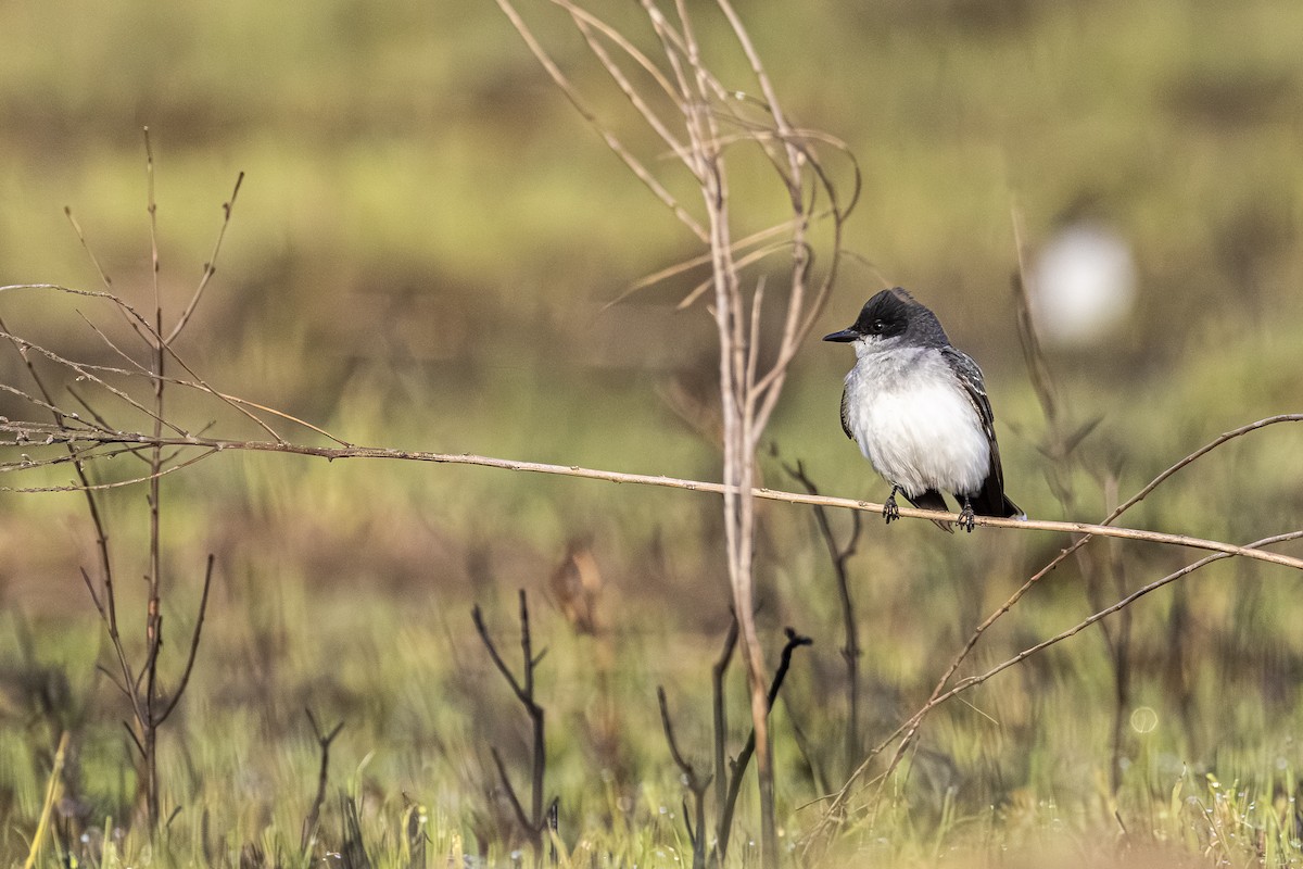 Eastern Kingbird - ML658050934