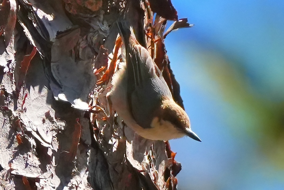Brown-headed Nuthatch - ML658050937