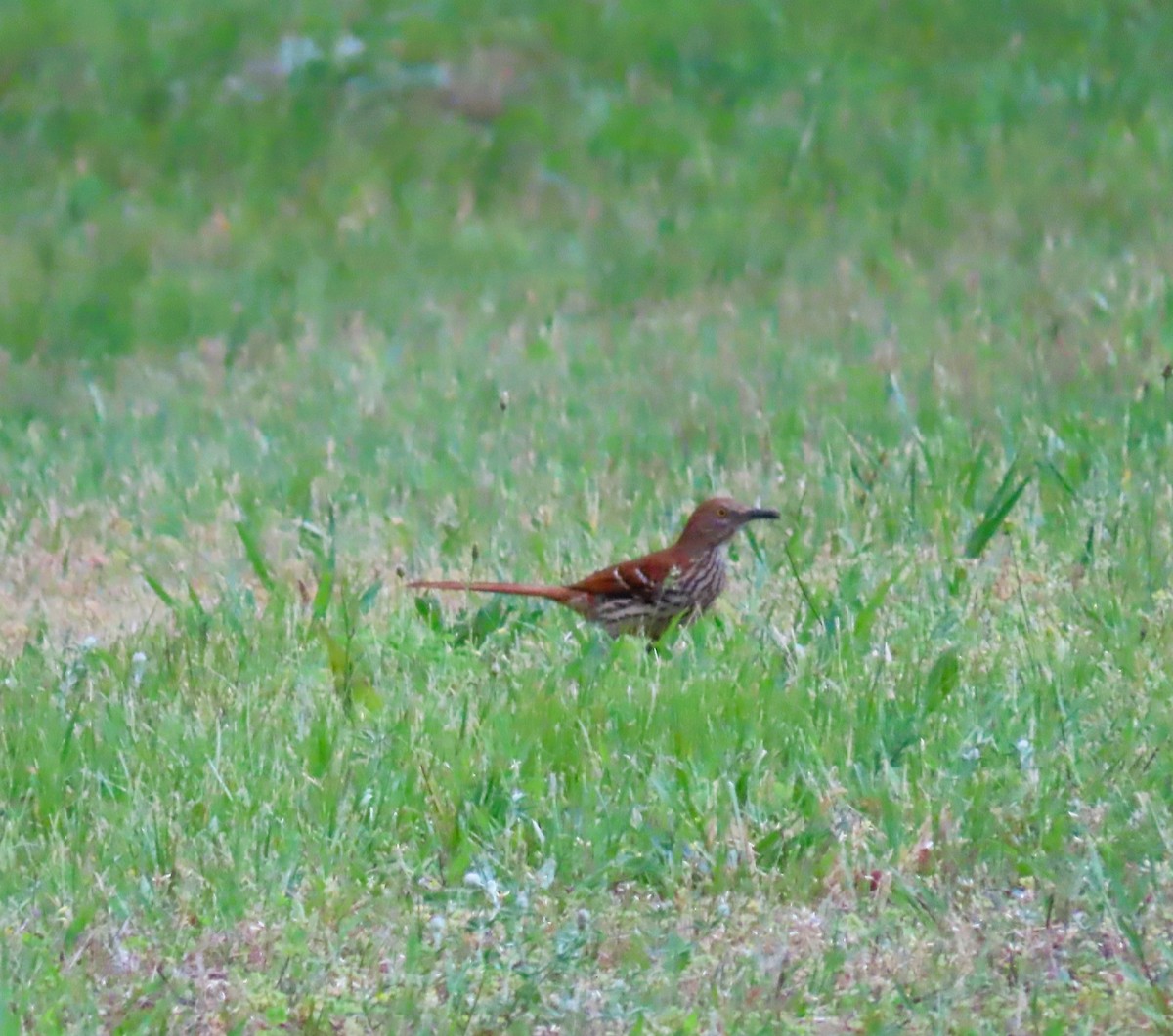 Brown Thrasher - ML658050942