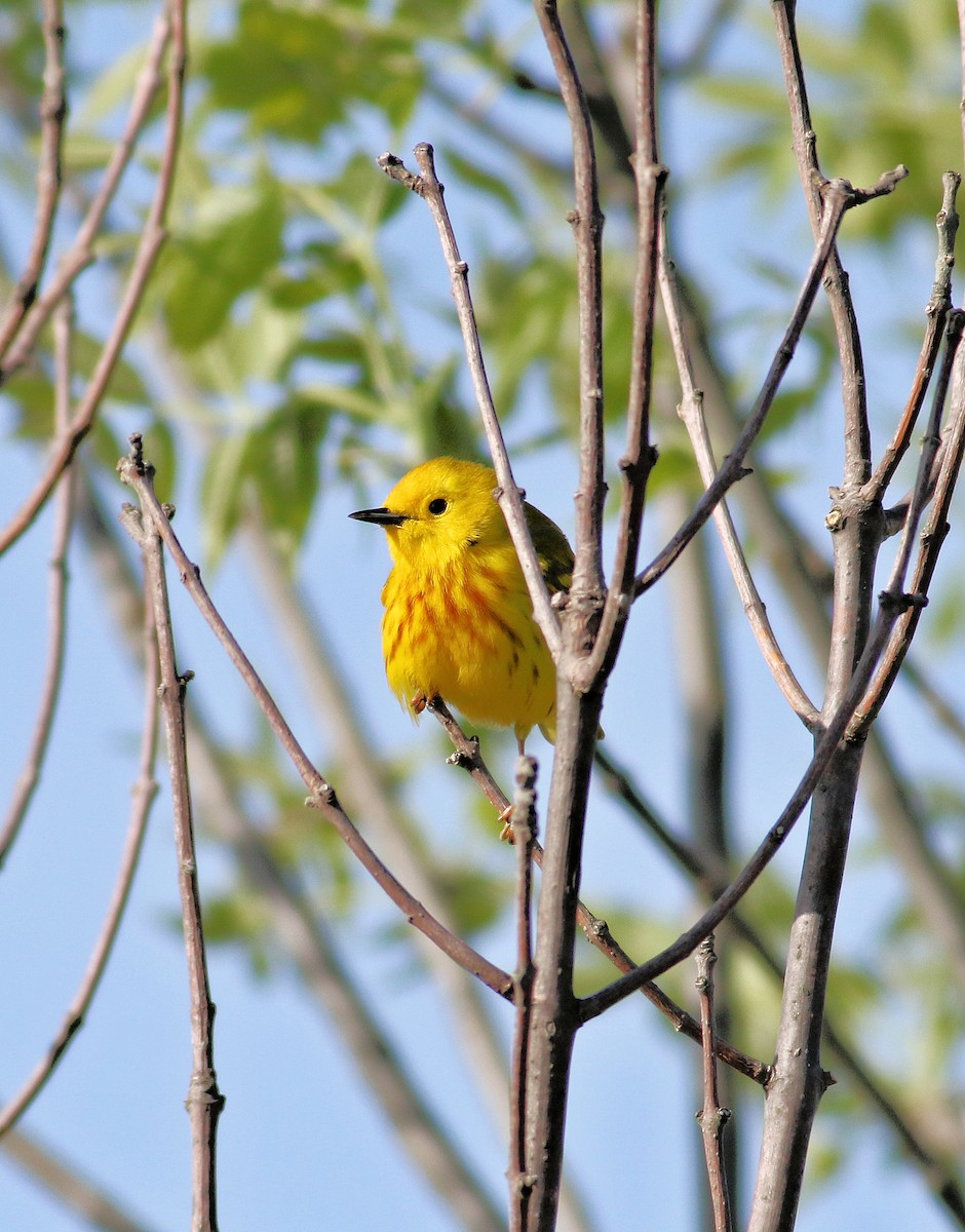 Northern Yellow Warbler - ML658050947