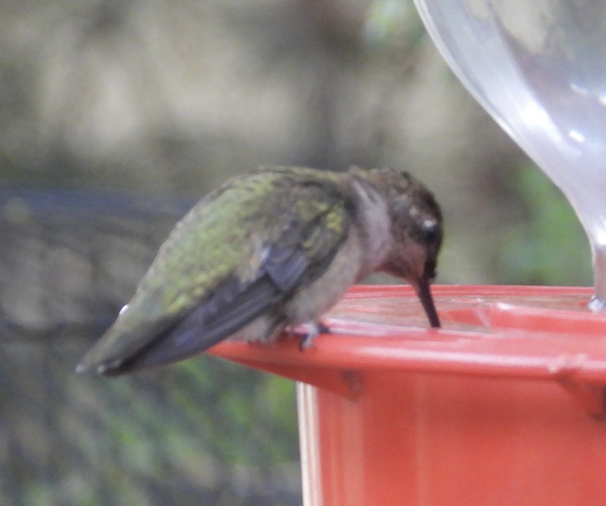 Black-chinned Hummingbird - ML658050949