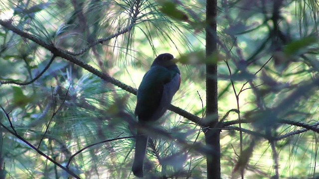 Coppery-tailed Trogon - ML658051777