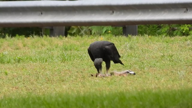 Black Vulture - ML658051853