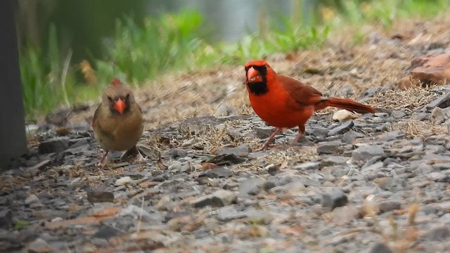 Northern Cardinal - ML658051929
